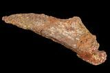 Fossil Crocodile Skull Section - Kem Kem Beds, Morocco #110298-2